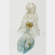 Gandaritis pyraliata w