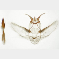 Geometra papilionaria m