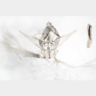 Gymnoscelis rufifasciata m2