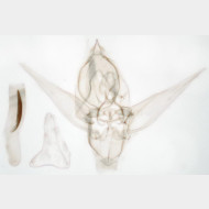 Gymnoscelis rufifasciata m3