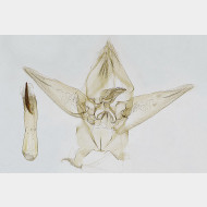 01 Gymnoscelis rufifasciata m