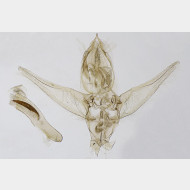 02 Gymnoscelis rufifasciata m