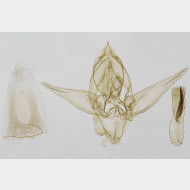 01 Gymnoscelis rufifasciata m6