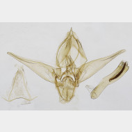 00 Gymnoscelis rufifasciata m