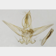 000 Gymnoscelis rufifasciata m