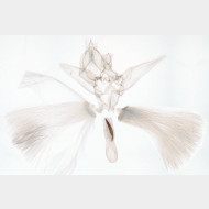 Gymnoscelis rufifasciata mm