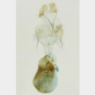 Gymnoscelis rufifasciata w2