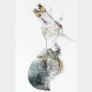 Gymnoscelis rufifasciata w3