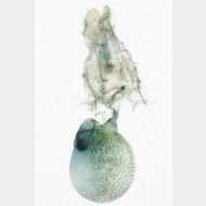 Gymnoscelis rufifasciata w4