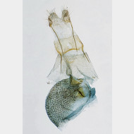 01 Gymnoscelis rufifasciata w