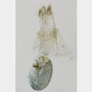 02 Gymnoscelis rufifasciata w
