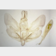 Hemistola chrysoprasaria m