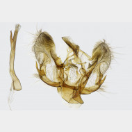 02 Horisme radicaria m