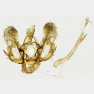 03 Horisme radicaria m