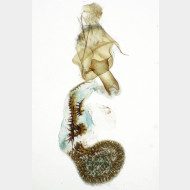 01 Horisme radicaria w