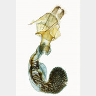 02 Horisme radicaria w v3