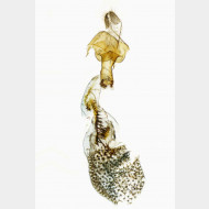 Horisme radicaria w v2