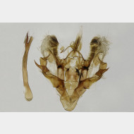 02 Horisme tersata m