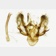 03 Horisme tersata m