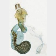 02 Horisme tersata w