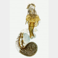 03 Horisme tersata w