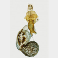 04 Horisme tersata w