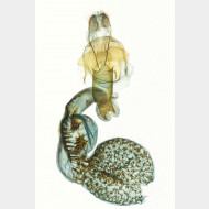 05 Horisme tersata w