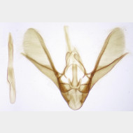 Hydrelia flammeolaria m