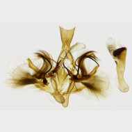 01 Hydriomena furcata m
