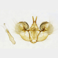 01 Hydriomena impluviata m