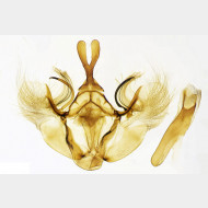 01 Hydriomena ruberata m