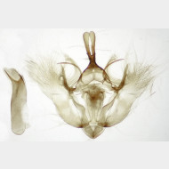 05 Hydriomena ruberata m