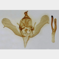 Hylaea fasciaria m