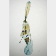 Hypomecis atomaria w2