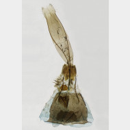 01Hypomecis atomaria w