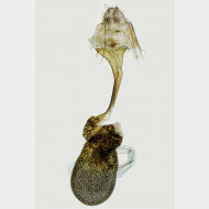 01 Idaea aversata w v2