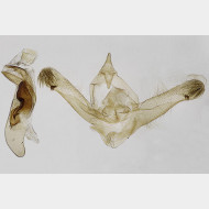 02 Idaea biselata m