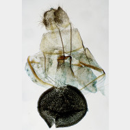 02 Idaea dimidiata w