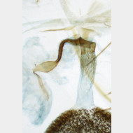 Idaea dimidiata w ostium