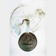 Idaea dimidiata w
