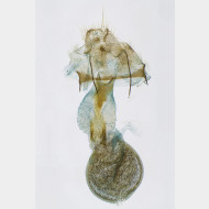01 Idaea pallidata w
