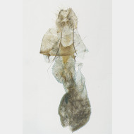 Idaea pallidata w