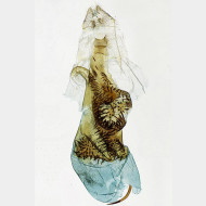 01 Idaea rusticata w