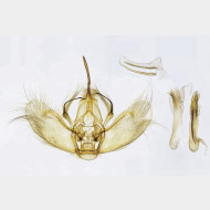 01 Lampropteryx suffumata m