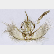 Lampropteryx suffumata m