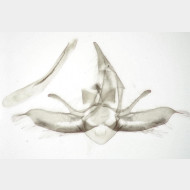 Lobophora halterata m