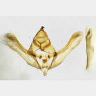 Lycia hirtaria m