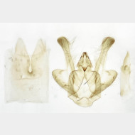 Macaria alternata m v2