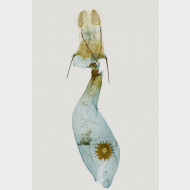 01 Macaria liturata w