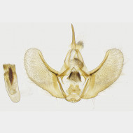 Mesotype didymata m